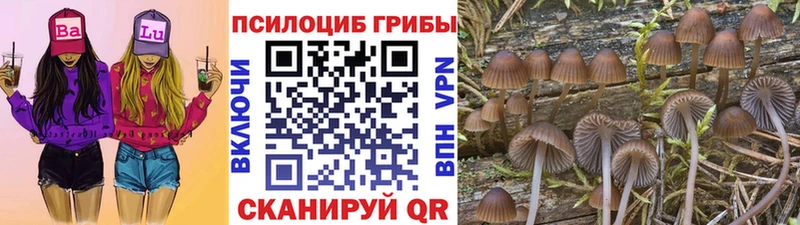 наркотики  Великий Новгород  даркнет как зайти  Псилоцибиновые грибы Psilocybe 